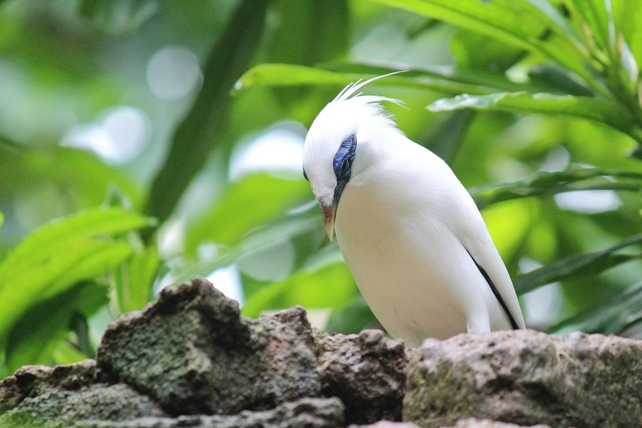 Menjangan Magic and the Bali Starling Comeback - Stories from Legenda  Khatulistiwa