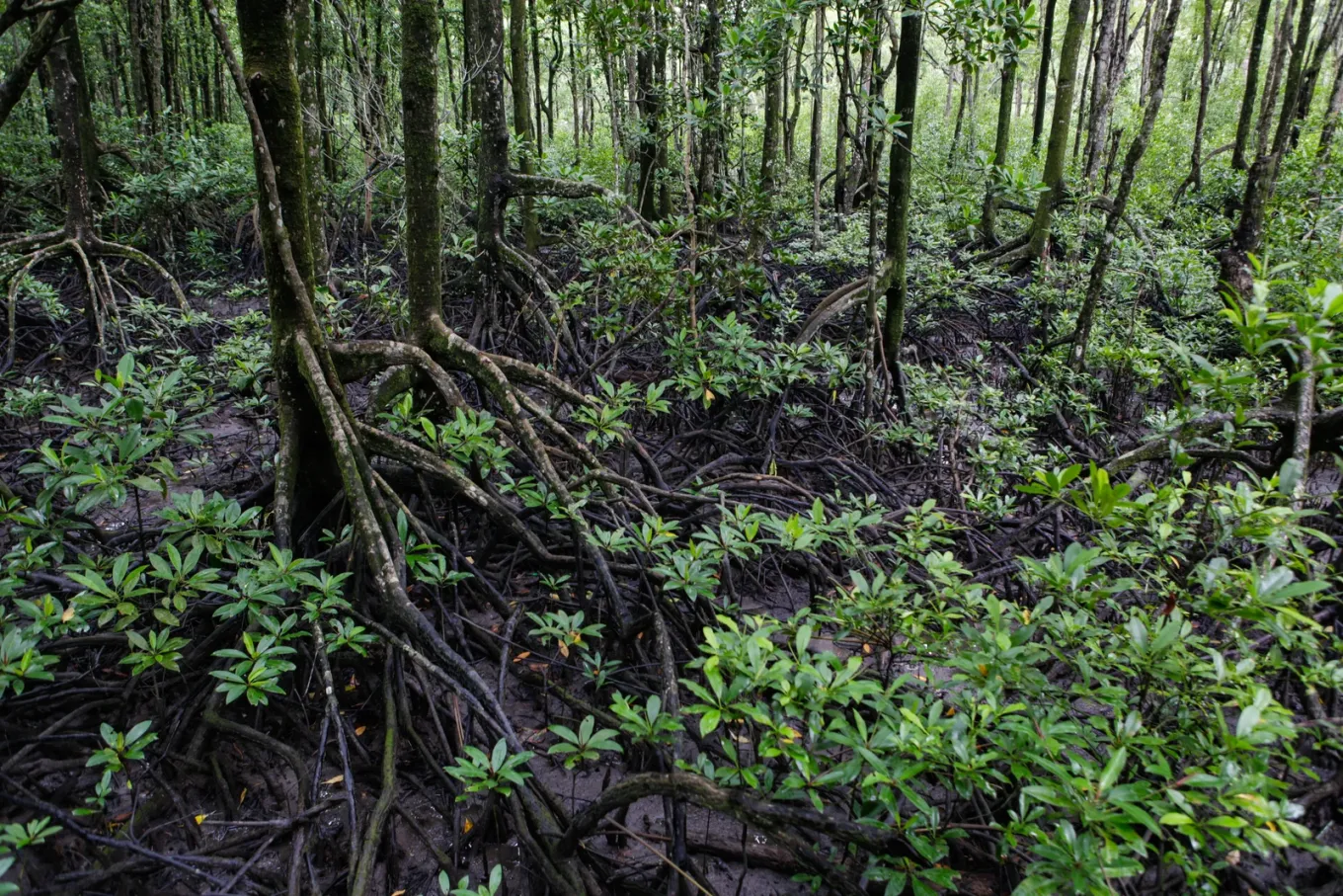 Mangrove forests are silent guardians of our coastlines, protecting nature while nurturing rich biodiversity. Their roots remind us of the delicate connection between people, wildlife, and the ocean