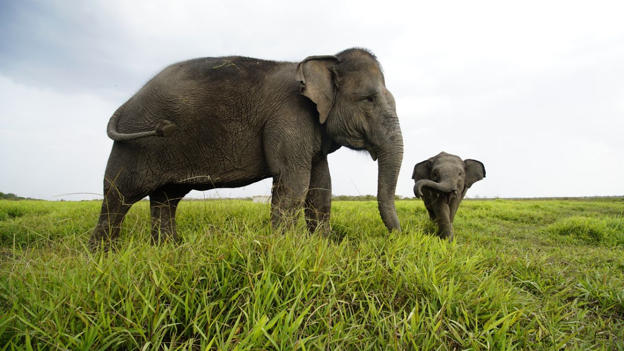 Way Kambas National Park