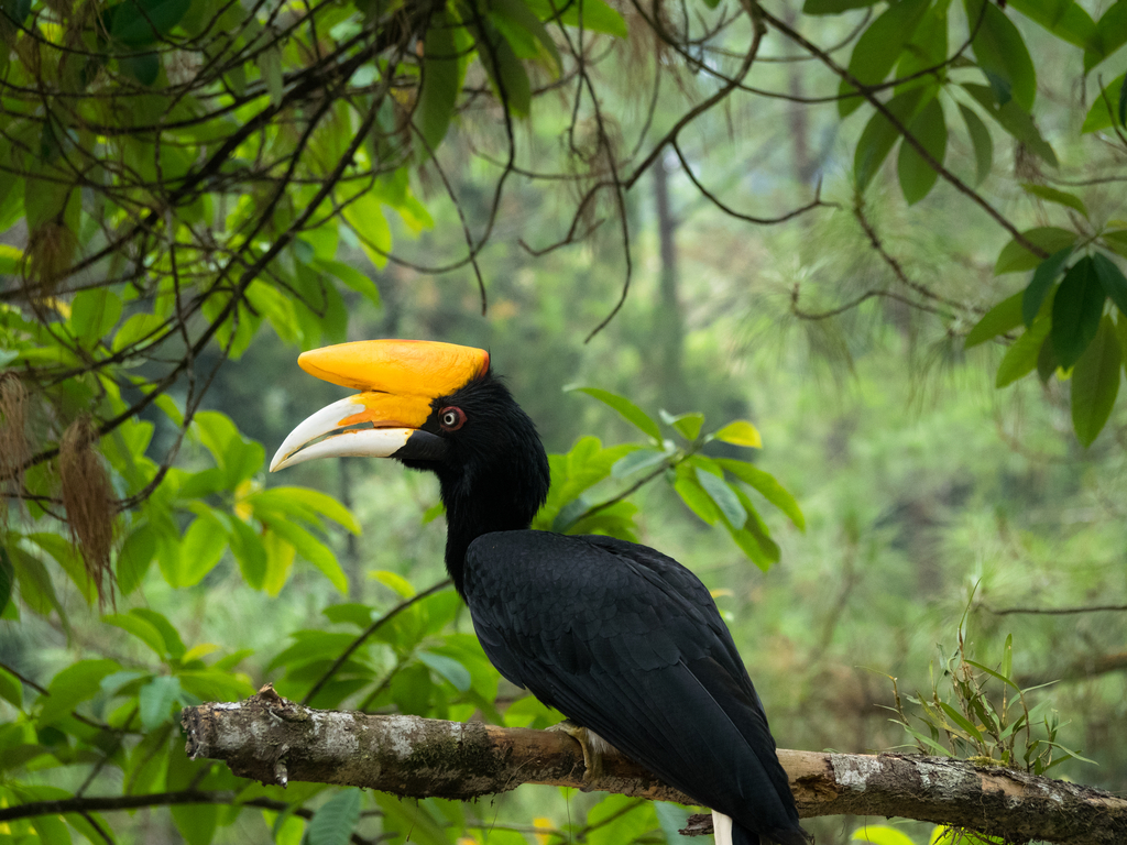 Gunung Palung National Park