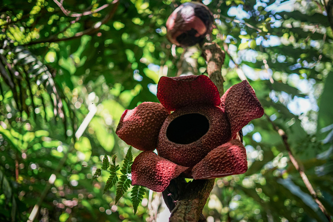 Berbak National Park