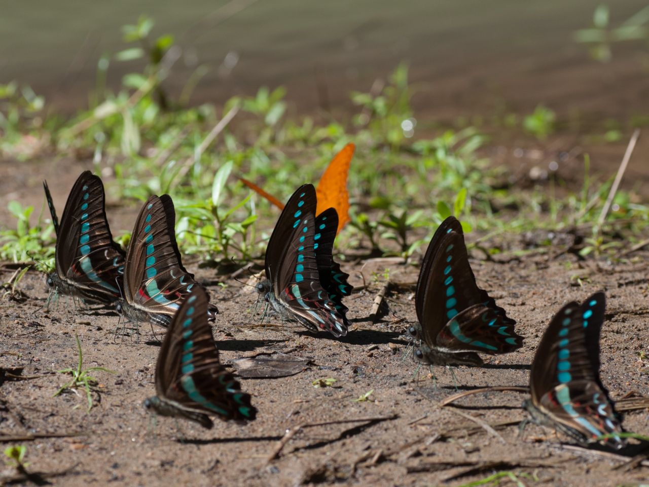 Bantimurung Bulusaraung National Park
