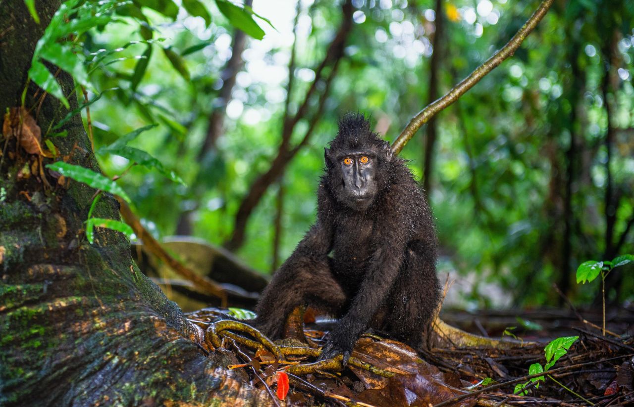 Bogani Nani Wartabone National Park