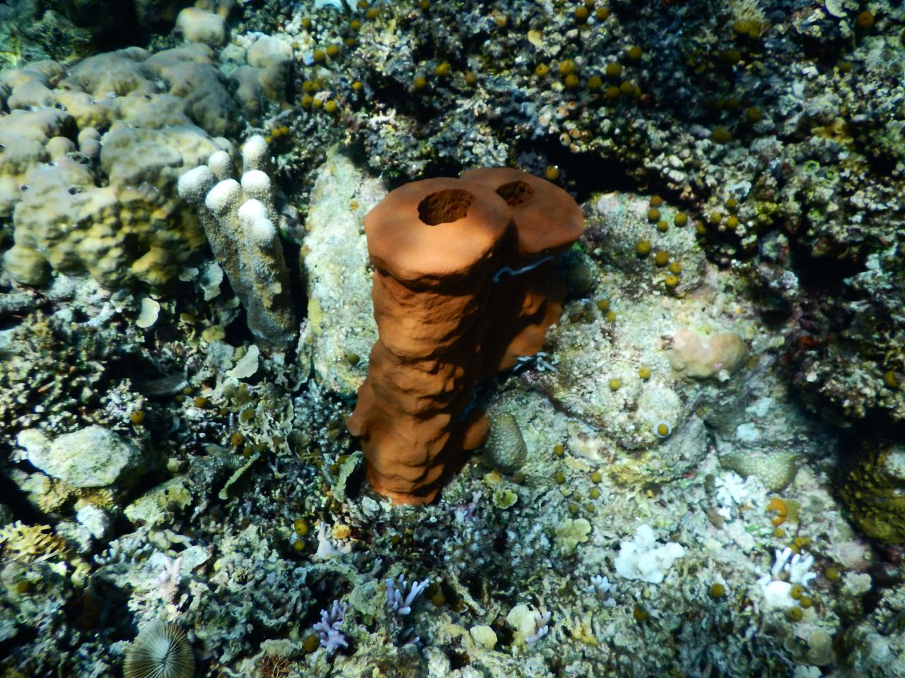 Kepulauan Togean National Park