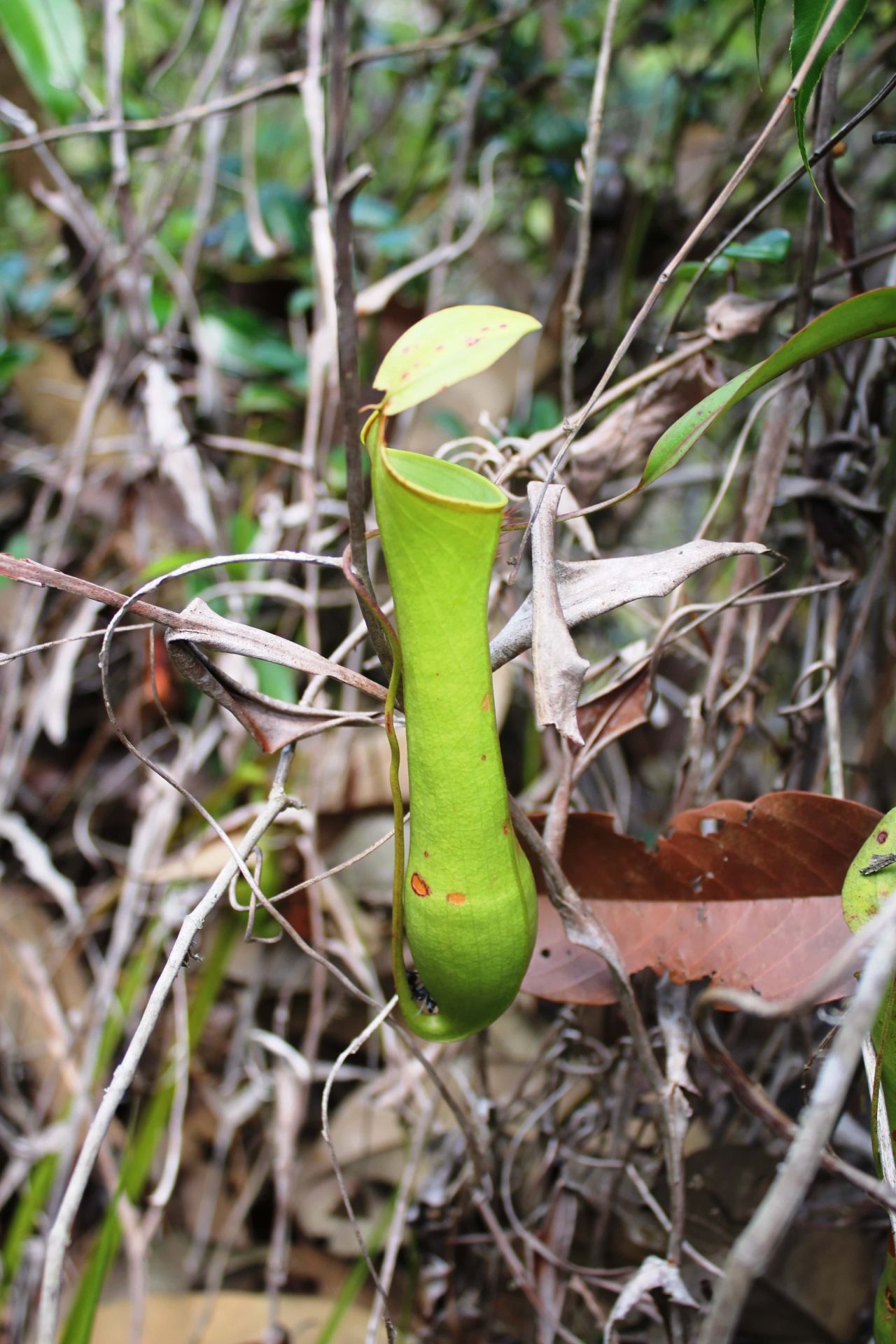 Sebangau National Park