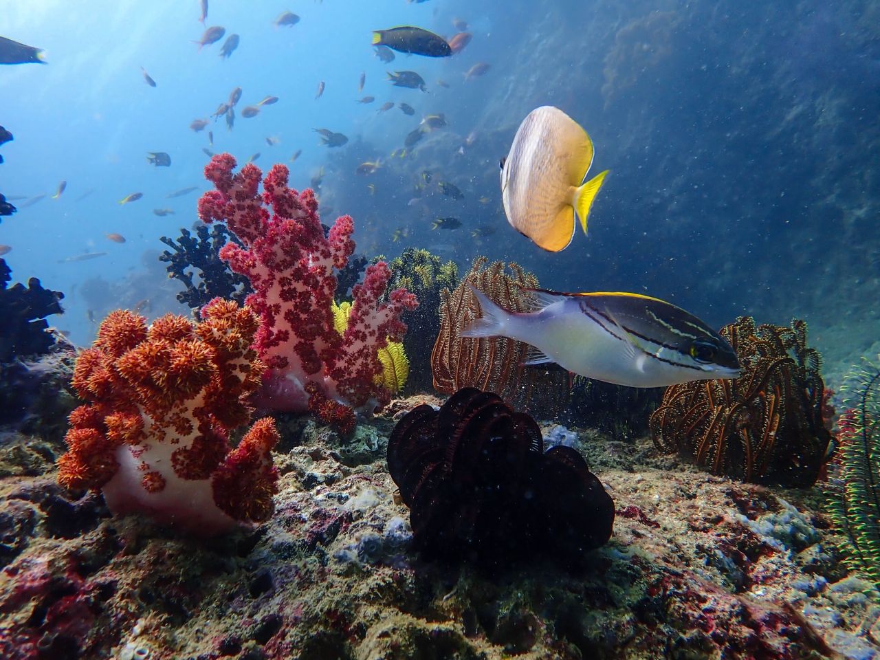 Teluk Cenderawasih National Park
