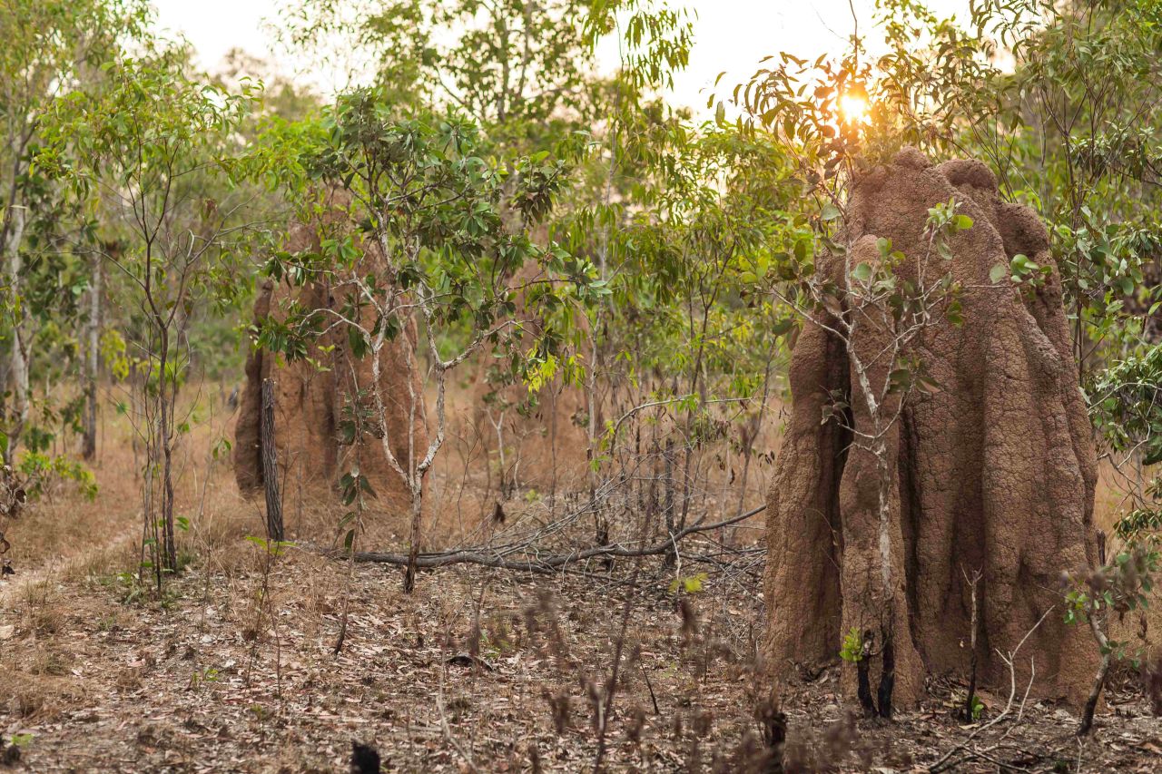 Wasur National Park