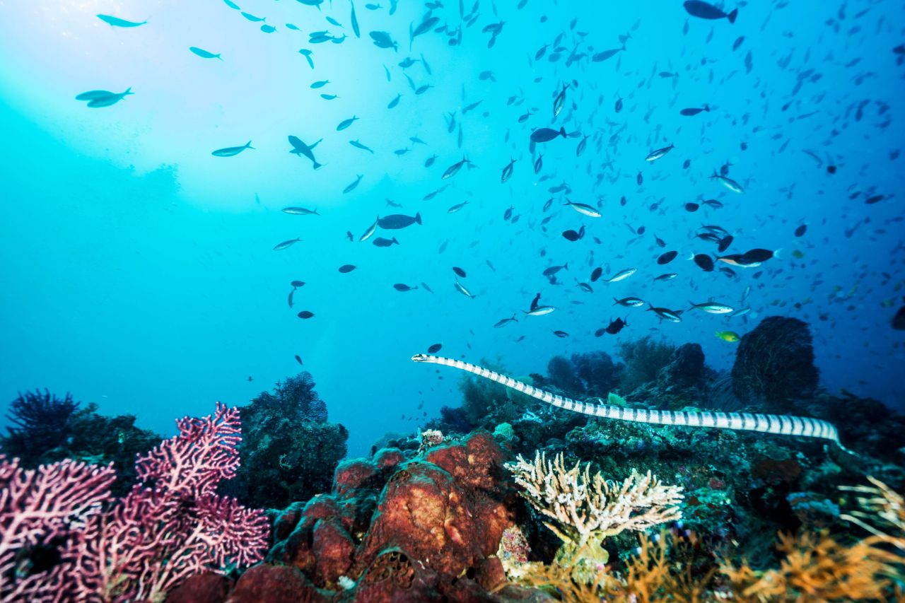 Wakatobi National Park