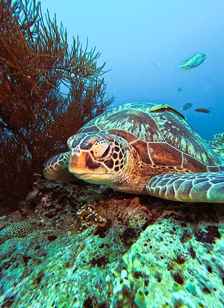 The Island Escape Expedition