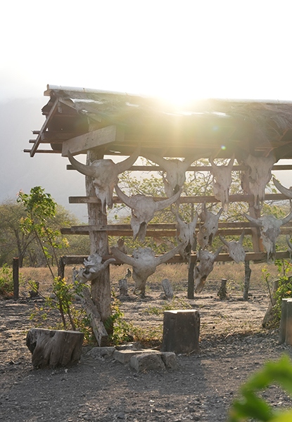 The Jungle Journey Expedition