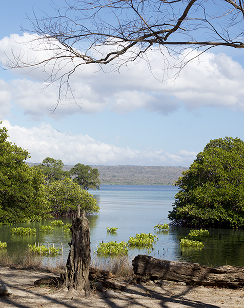 The Savannah Trail Expedition