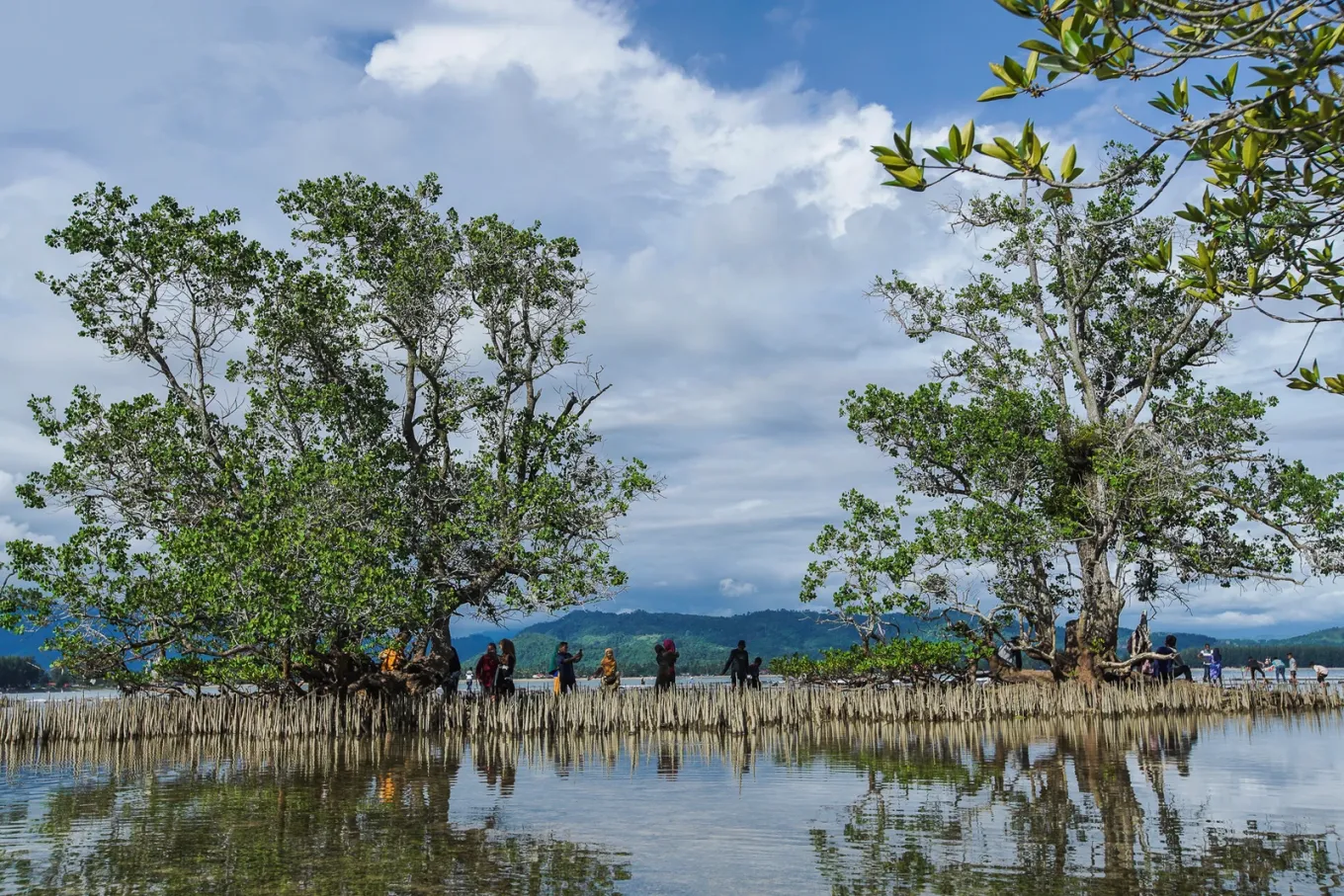 Exploring the beauty of the mangrove forest and discovering the quiet connection between people and nature. Every step through these roots is a reminder to appreciate and protect the ecosystems that sustain us.